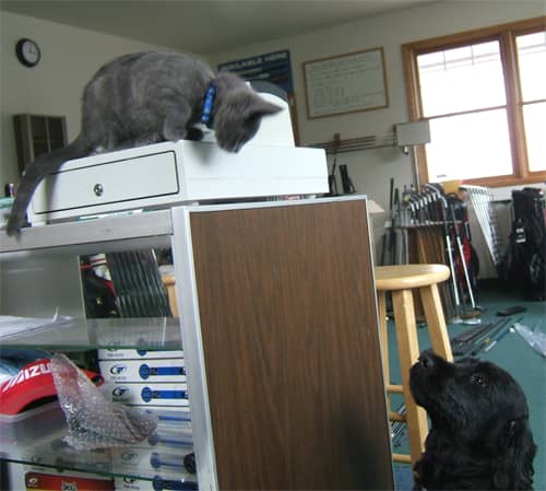 Pet