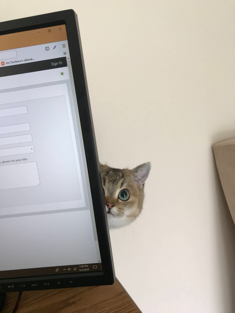 Pet