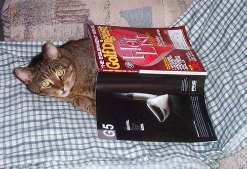 Pet